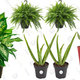Plant Sale | Amazon | Prime members only